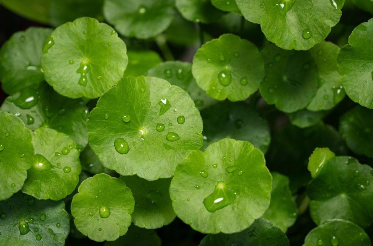 Centella Asiatica